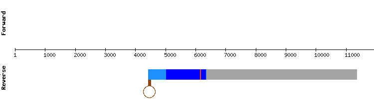 gene structure