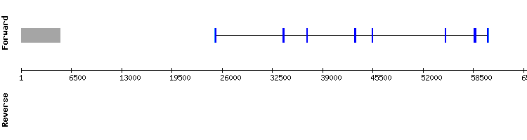 gene structure