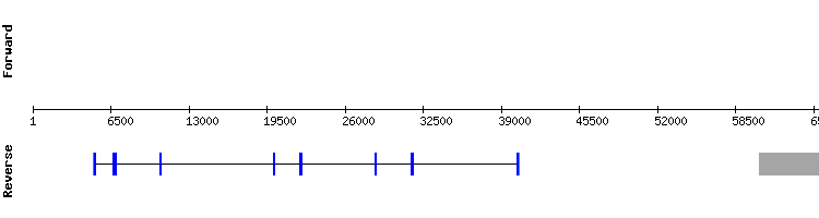 gene structure
