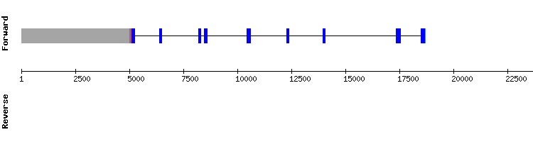 gene structure