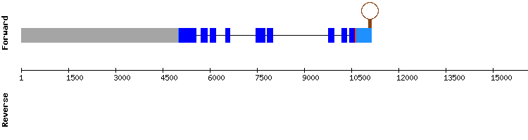 gene structure