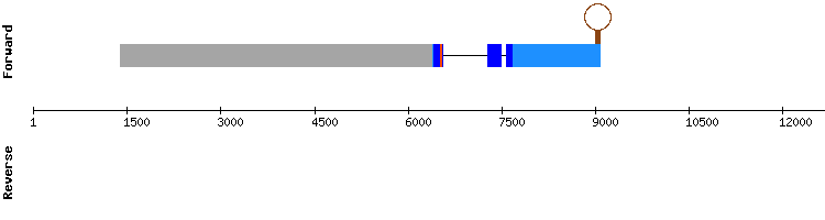 gene structure