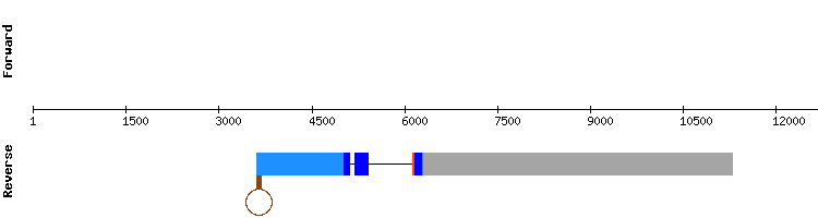 gene structure