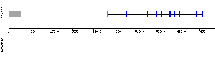 gene structure