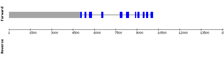 gene structure