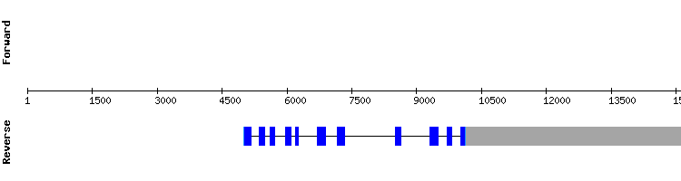 gene structure
