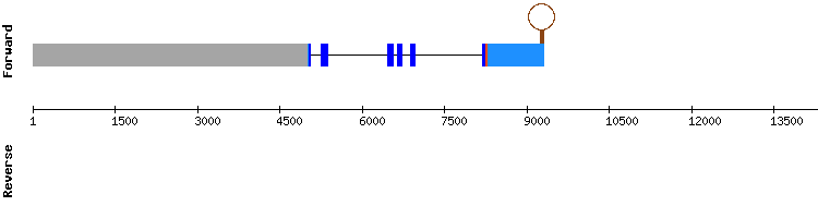 gene structure