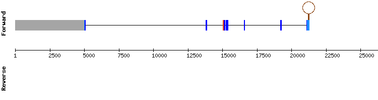 gene structure