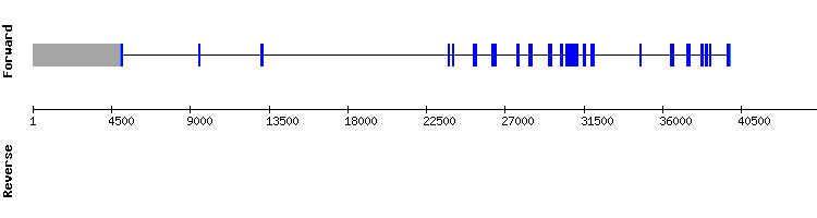 gene structure