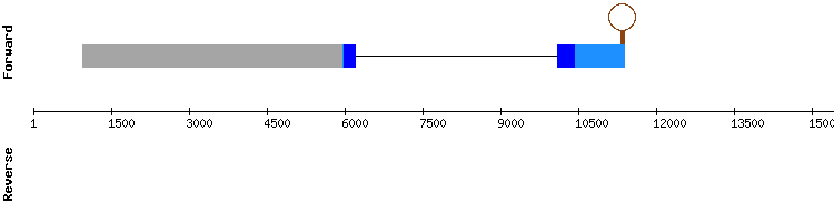 gene structure