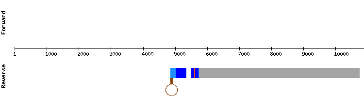 gene structure