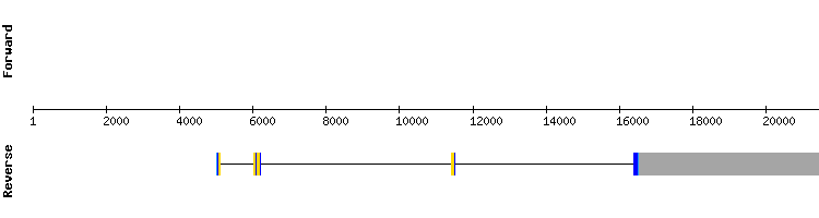 gene structure