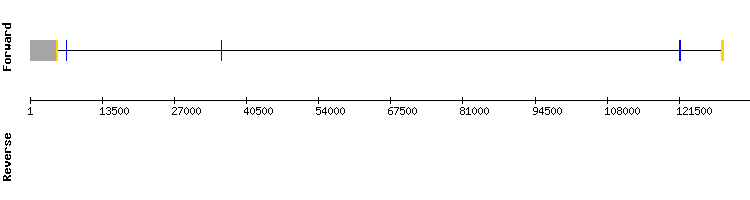 gene structure
