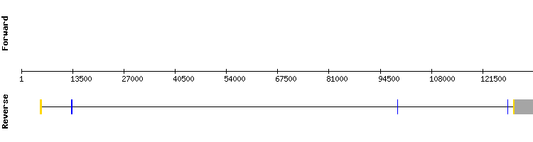 gene structure