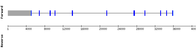 gene structure