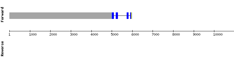 gene structure