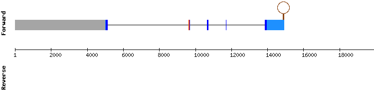 gene structure
