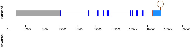 gene structure