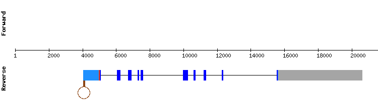 gene structure