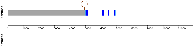 gene structure