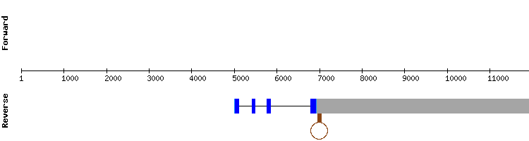 gene structure