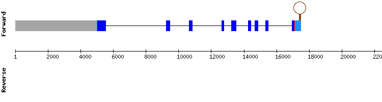 gene structure