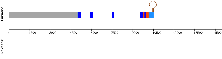 gene structure