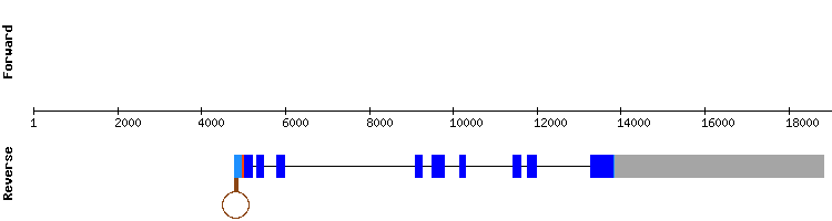 gene structure