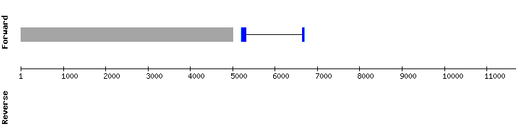 gene structure