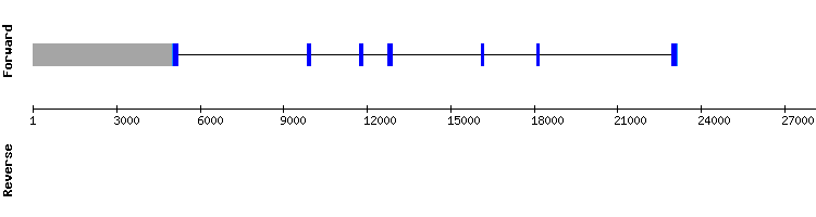 gene structure