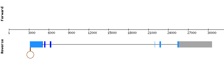 gene structure