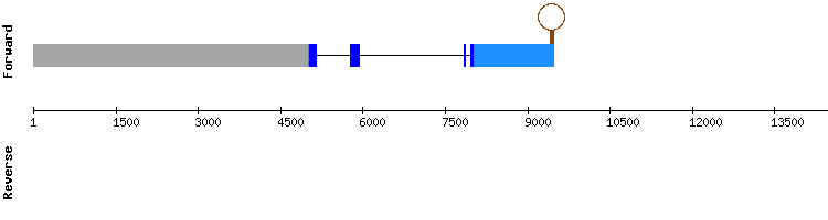 gene structure