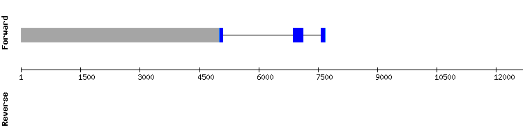 gene structure