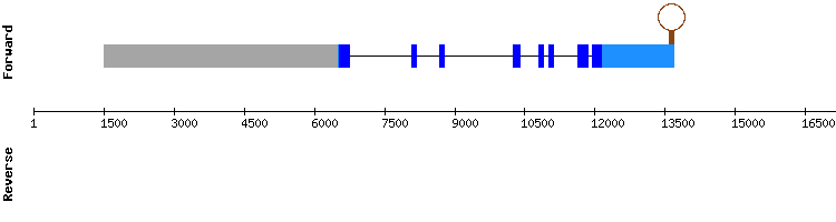 gene structure