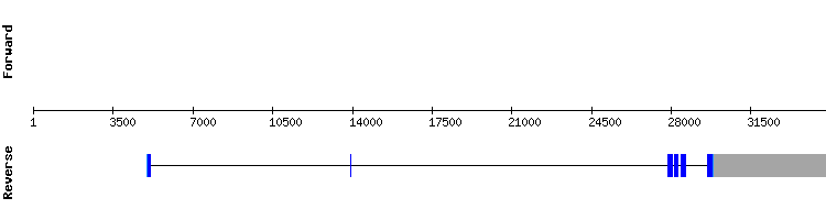 gene structure