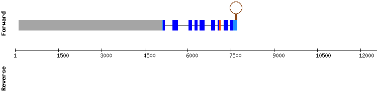 gene structure