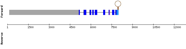 gene structure