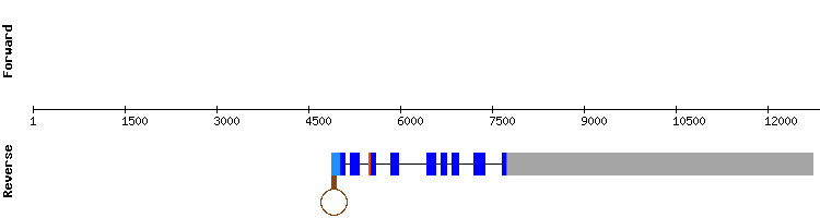 gene structure