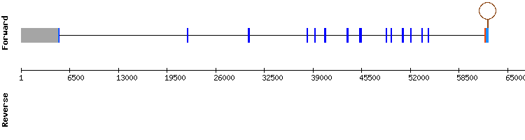 gene structure