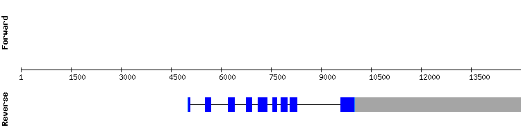gene structure