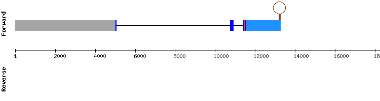 gene structure