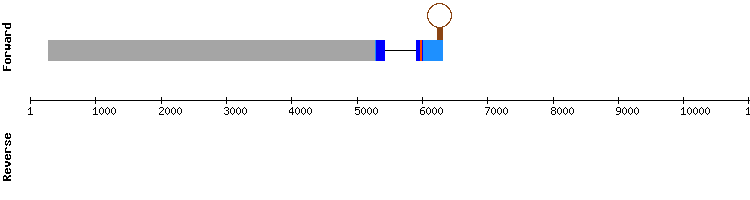 gene structure