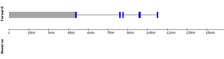 gene structure