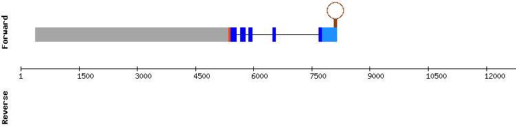 gene structure