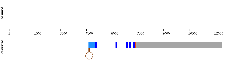 gene structure