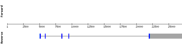gene structure