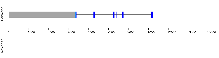 gene structure