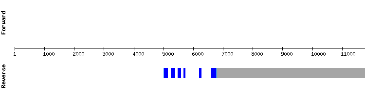 gene structure