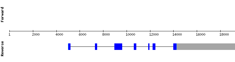 gene structure