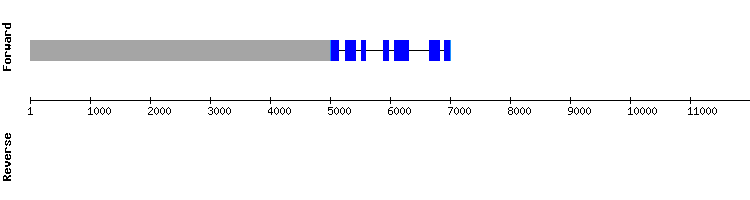 gene structure